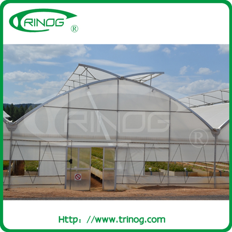 Multi-span Agricultural Film Greenhouse for tomato hydroponic