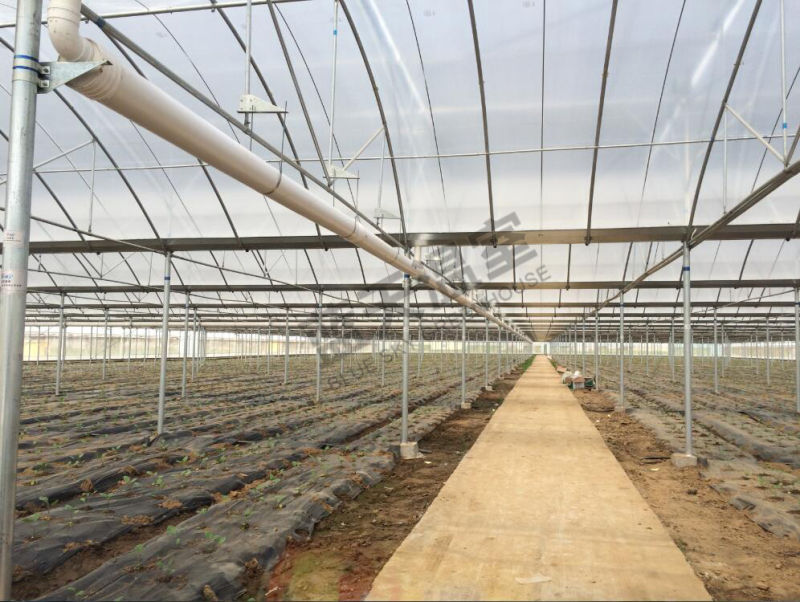 Multi-Span Plastic Film Greenhouse