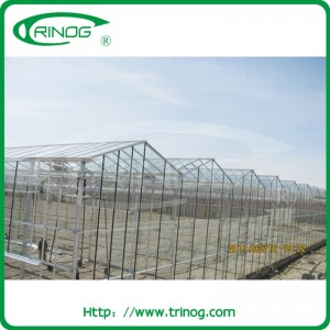 Multispan Flower Glass Greenhouse (XS-GL9600/12000Venlo)