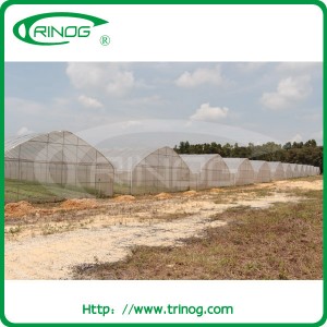 Tunnel Film with Insect Net Greenhouse