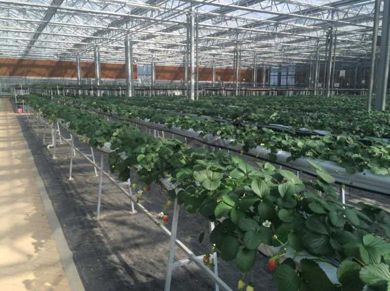 Dutch Technology Multi-Span Glass Greenhouse for Agribusiness