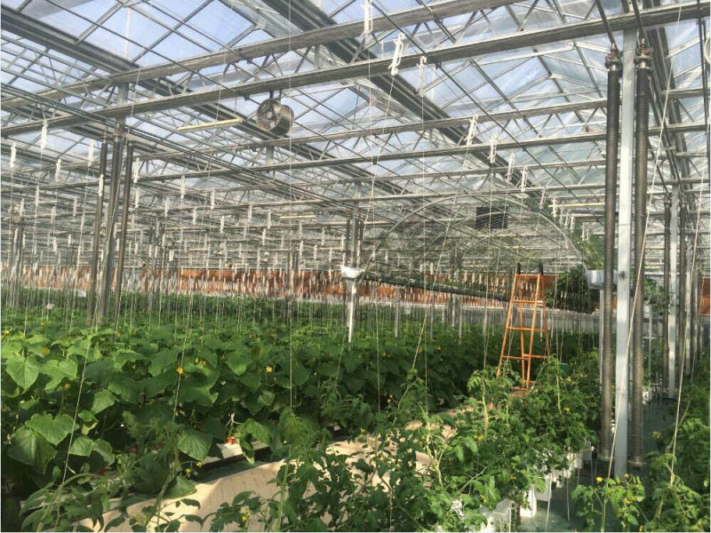 Long Life-Span Glass Greenhouse with Auto environment Control System