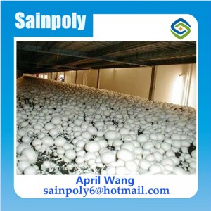 Low Cost Plastic Film Agricultural Mushroom Greenhouse