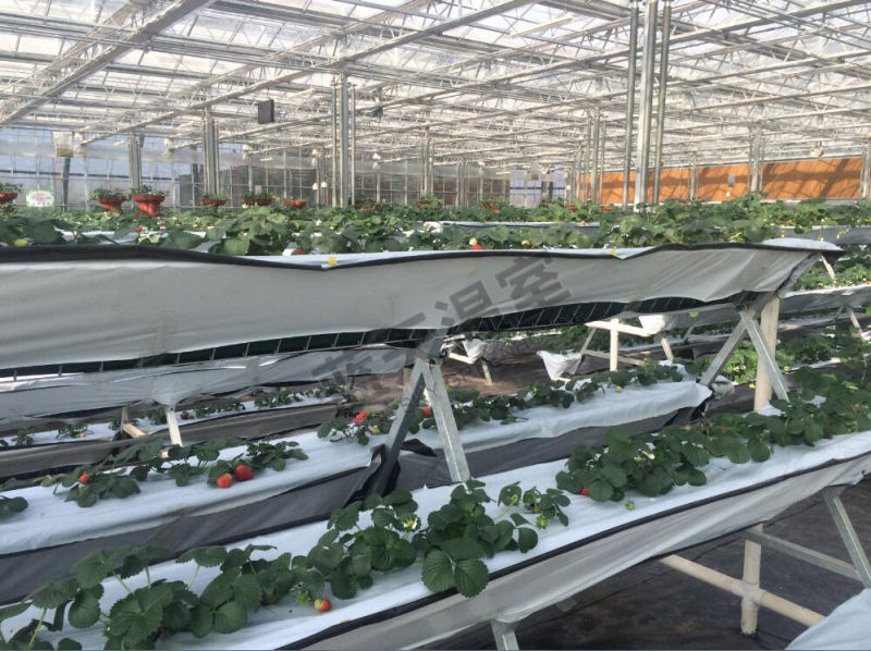 High Cost Performance Multi-Span Glass Greenhouse for Agribusiness