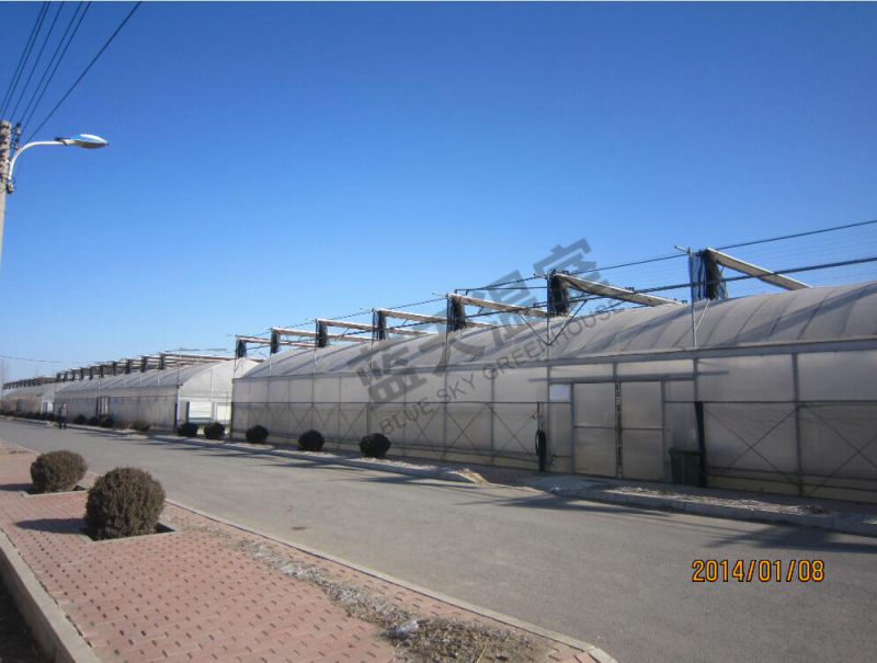 Beautiful High Quality Single-Layer Film Greenhouse