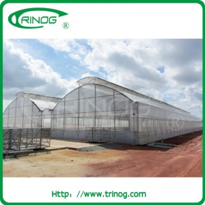 Commercial Fixed Vent Greenhouse for Rose