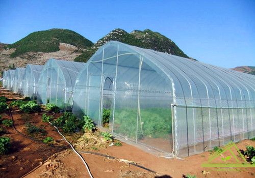 Cheap Hot Sale Single Tunnel Greenhouse