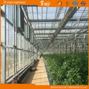 High Cost Performance Multi-Span Glass Greenhouse for Agribusiness