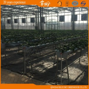 Dutch Technology Multi-Span Glass Greenhouse for Agribusiness