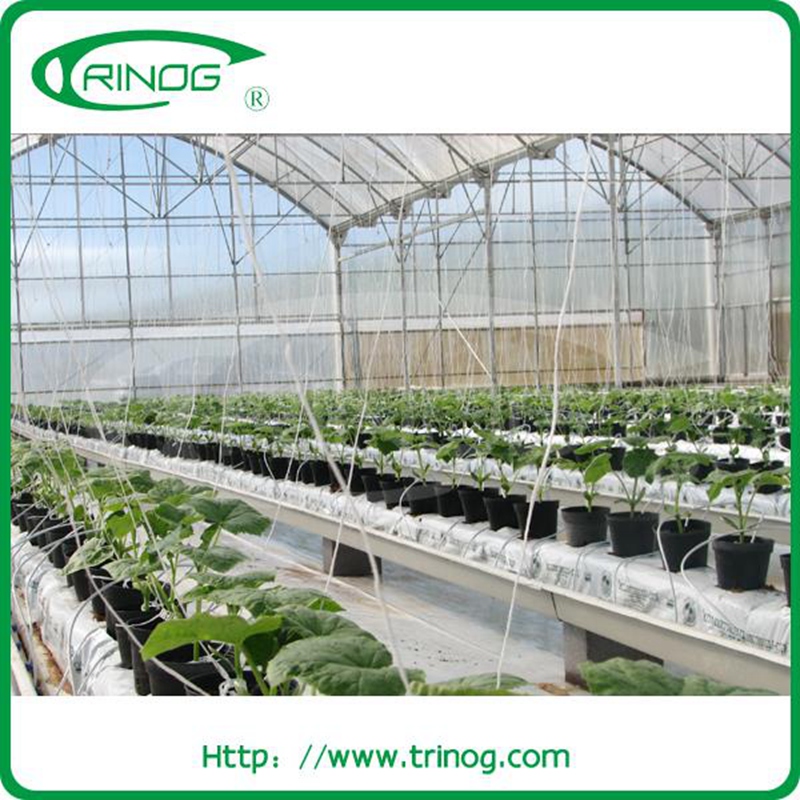 Modern Multi Span Film Greenhouse for Vegetable