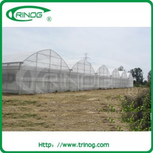 Commercial Fixed Vent Rose Greenhouse for wholesale