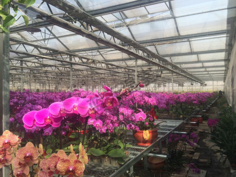 High Output Glass Greenhouse with Auto environment Control System