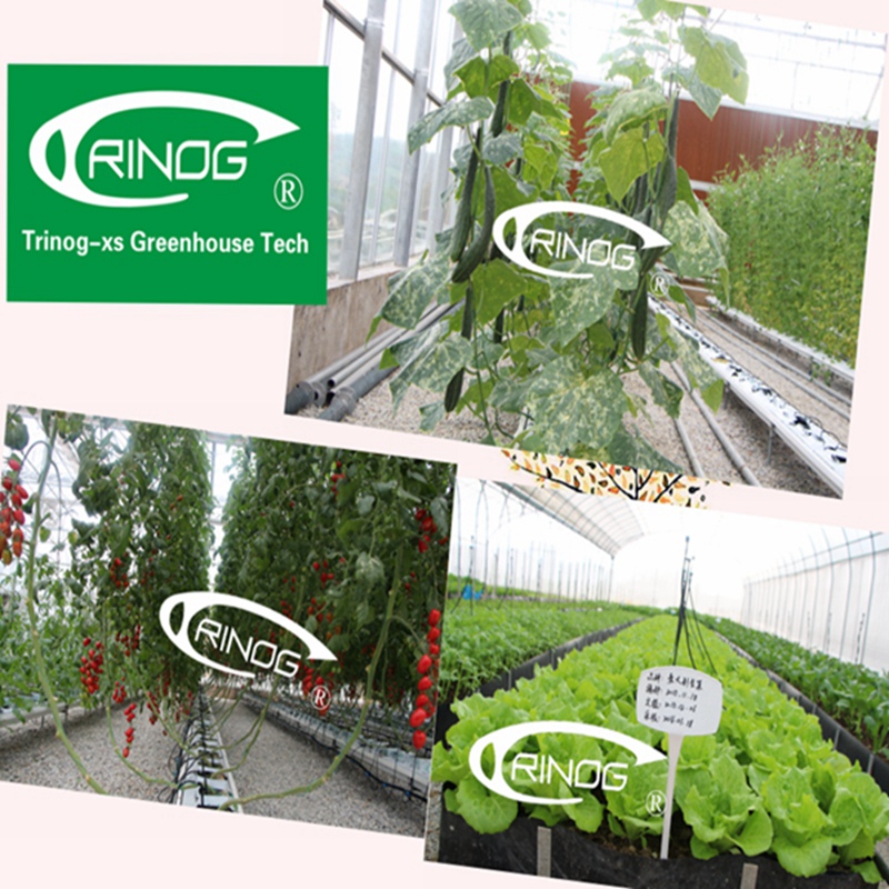 Advanced Hydroponics Greenhouse for Vegetable