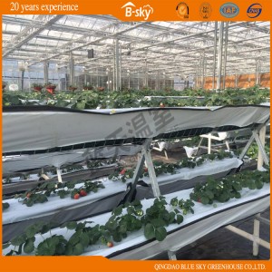 Beautiful Appearance Venlo Glass Greenhouse for Cold Area