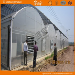 Long Life Span Green House for Planting Vegetables