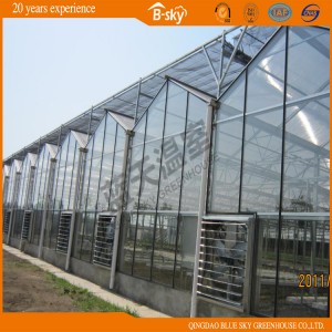 Venlo Structure Greenhouse with Drip Irrigation System