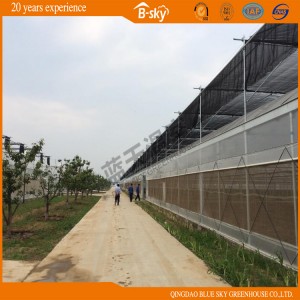 Multi-Span Plastic Film Greenhouse for Planting Vegetables