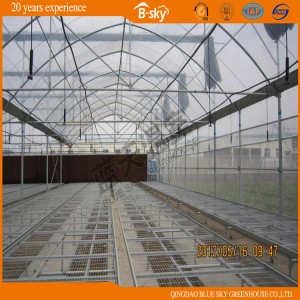 Modern design Multi Span Film Greenhouse for Seeding