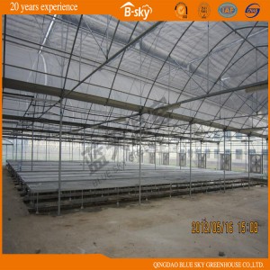Multi-Span Film Greenhouse with Pad-Fan Cooling System