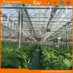 Venlo Structure Greenhouse China Supplier