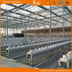 High Quality Multi-Span Glass Greenhouse