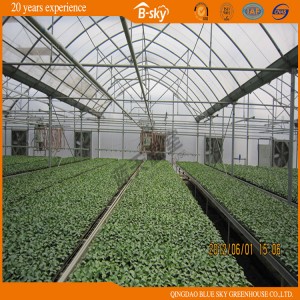 Netherland Technology Multi-Span Film Greenhouse