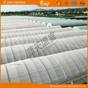 High Quality Tunnel Greenhouse for Vegetable Planting