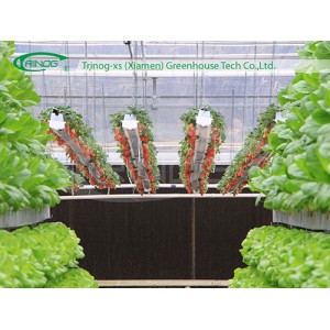 Substrate Growing Systemhydroponic for Strawberry