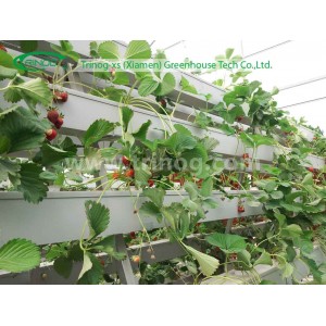 Media base Hydroponic system for Strawberry cultivation