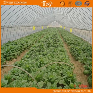 Tunnel Greenhouse with Galvanized Steel Frame