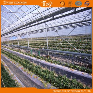 High Light Transmittance Plastic Film Greenhouse