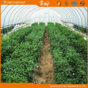 Hot Sale Arch Greenhouse with Galvanized Steel Frame