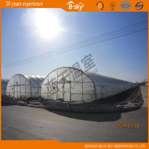 Multi-Span Film Greenhouse with Pad-Fan Cooling