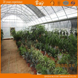Plastic Film Greenhouse with Soilless Culture
