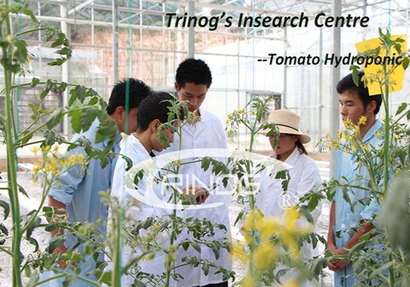 Media base Hydroponic system for Strawberry cultivation