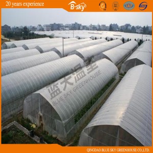 Hot Sale Tunnel Green House for Vegetable Planting