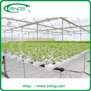 Flat Bed Hydroponics System for leaf vegetable