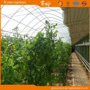 High Cost Performance Solar Greenhouse for Strawberry Growing