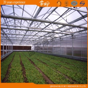 Beautiful Polycarbonate Sheet Multi-Span Venlo Type Greenhouse