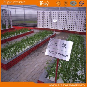 Extensively Used Polycarbonate Sheet Multi-Span Venlo Type Greenhouse