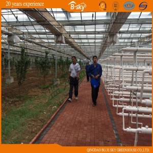 China Supplier Film Multi-Span Greenhouse for Planting