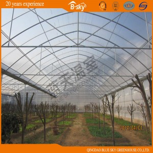 Dutch Technology PC Sheet Greenhouse for Vegetable Planting