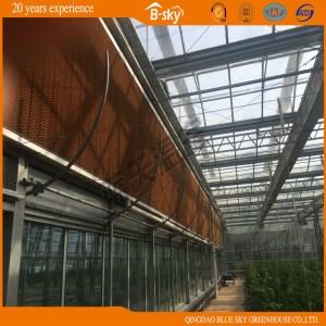 Glass Greenhouse for Planting Cucumber/Tomatoes China Supplier