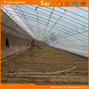 High Cost Performance Commercial Flower Vegetable Solar Greenhouse