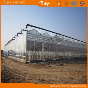 Multi-Span Glass Greenhouse with Dutch Technology