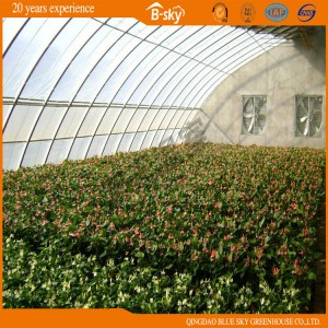 Solar Greenhouse for Vegetable Planting China Supplier