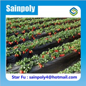 Strawberry Growing in Solar Greenhouse