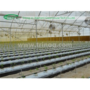 Substrate Hydroponics System for Tomato