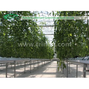 European Style Glass Greenhouse for Tomatoes