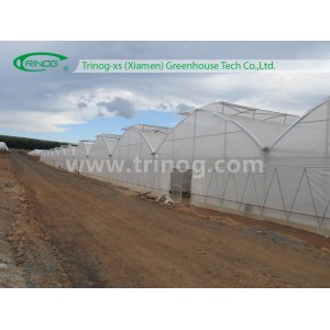 Industrial Greenhouse for Tomato (EU)